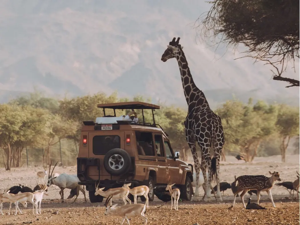 Sir Bani Yas Island (wildlife safari, luxury resorts)