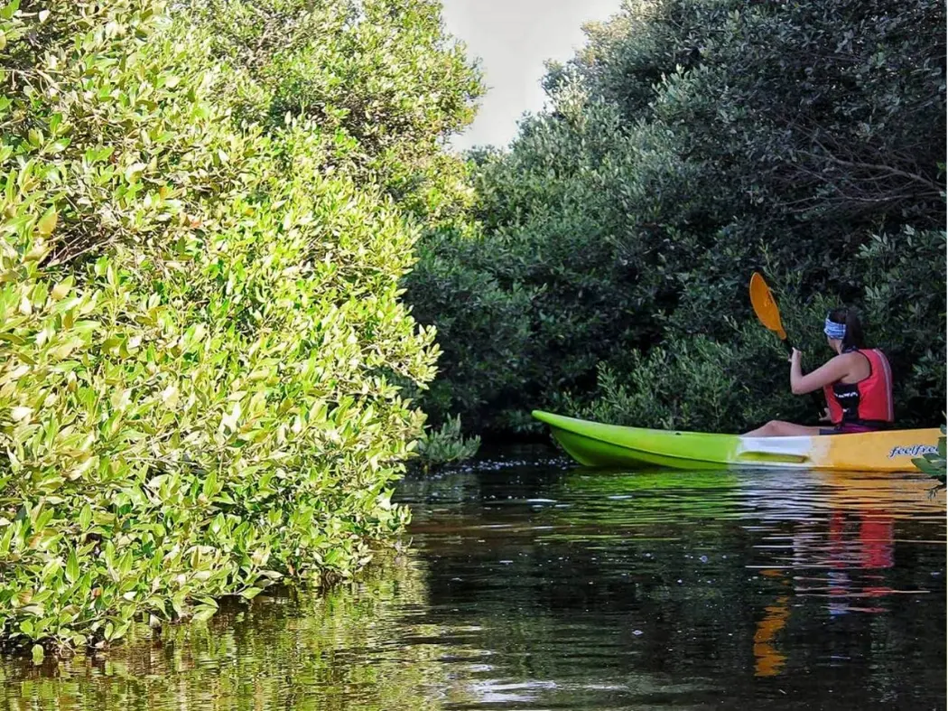 Mangroves