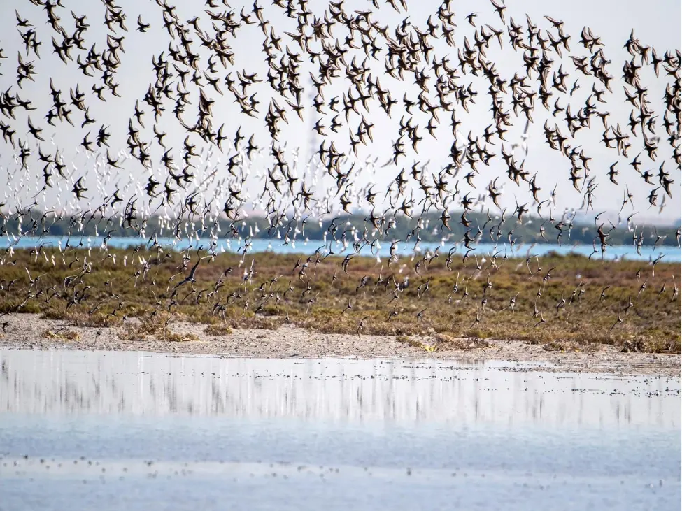 Migratory Birds