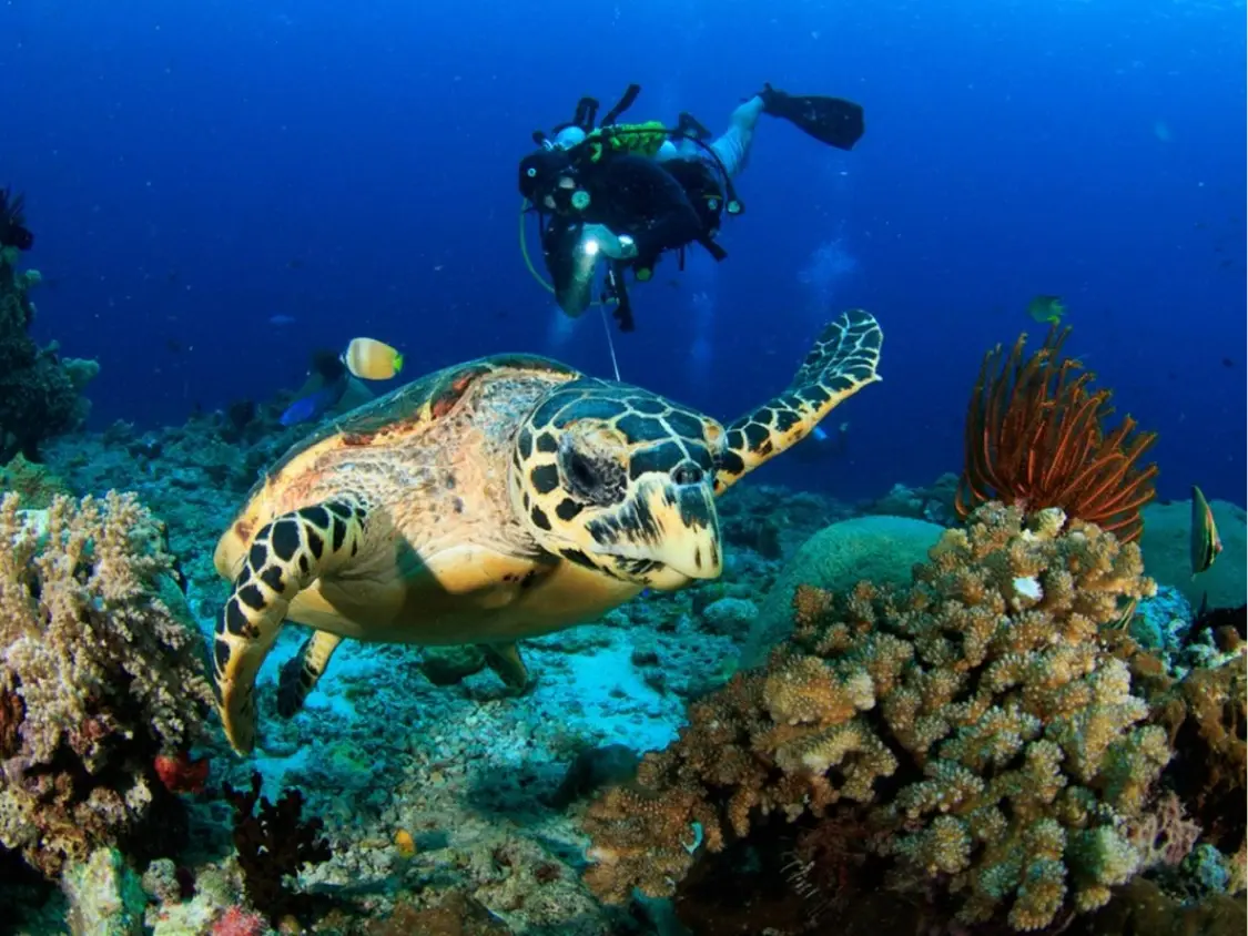 Diving