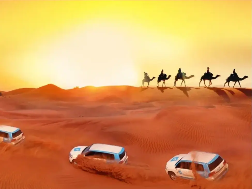 Evening Safari