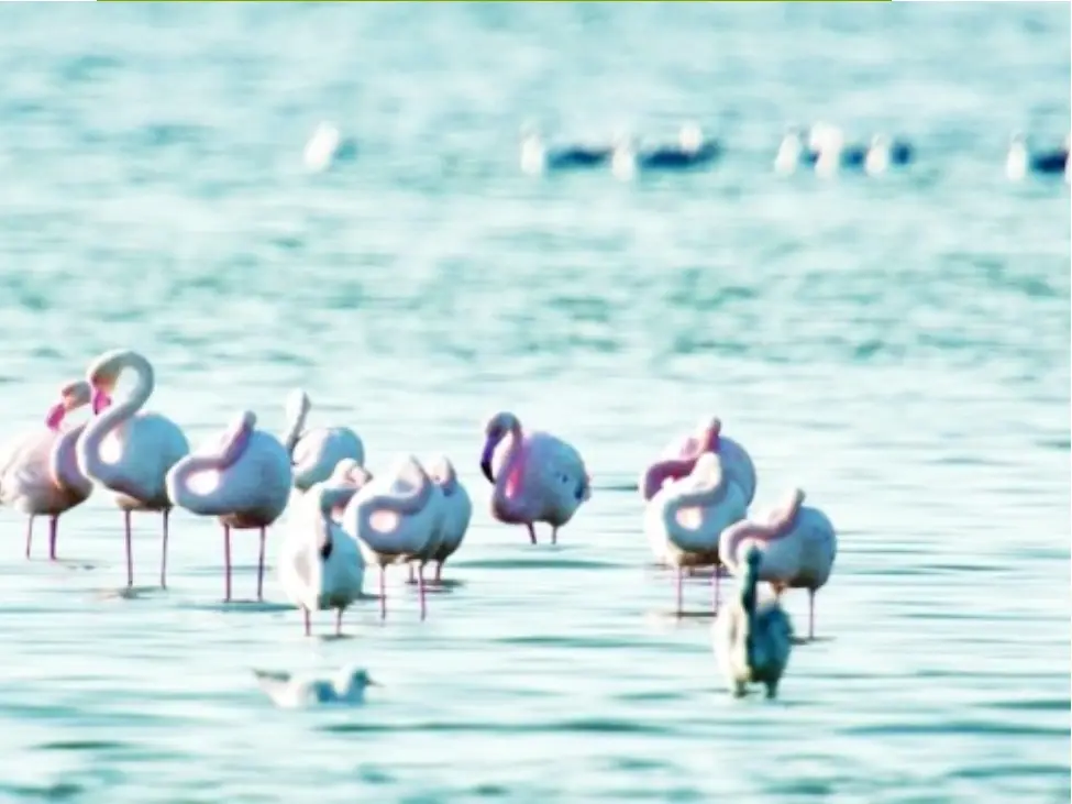 Flamingo Wetlands