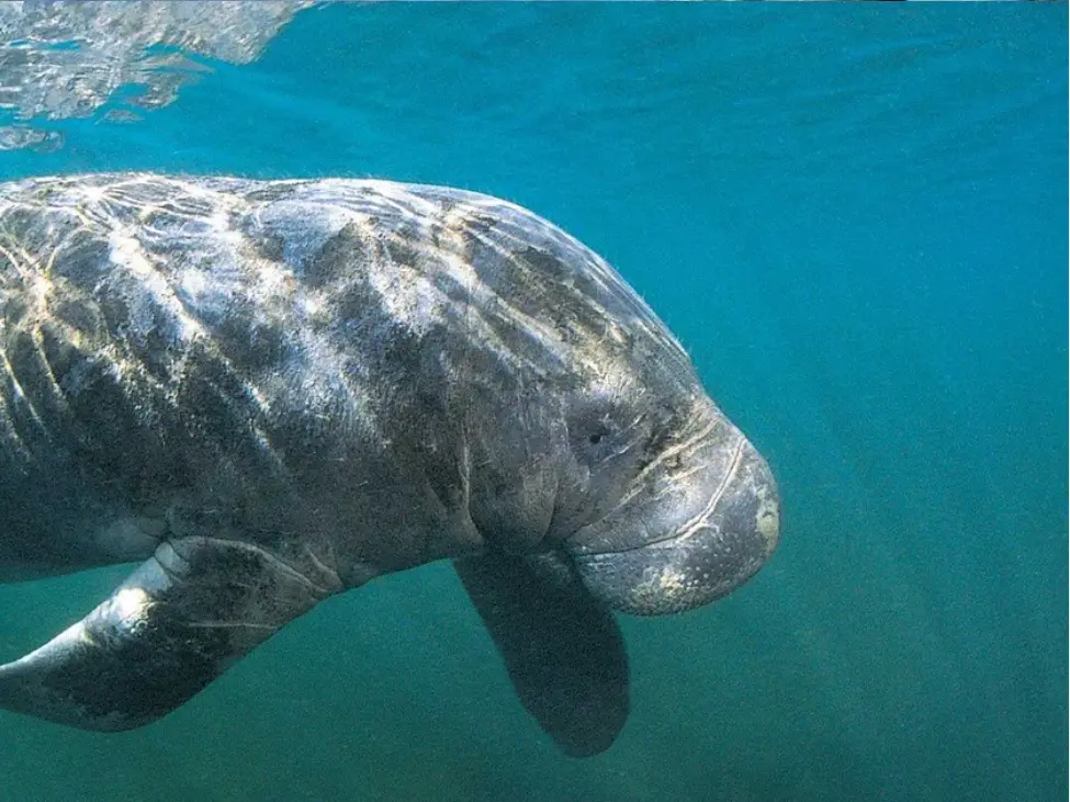 Dugongs