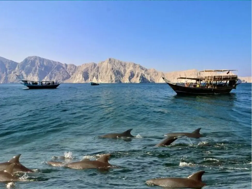 Dolphin Watching