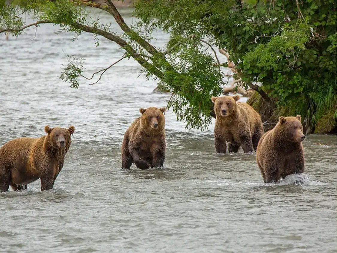Kuril Lake (brown bears & salmon)