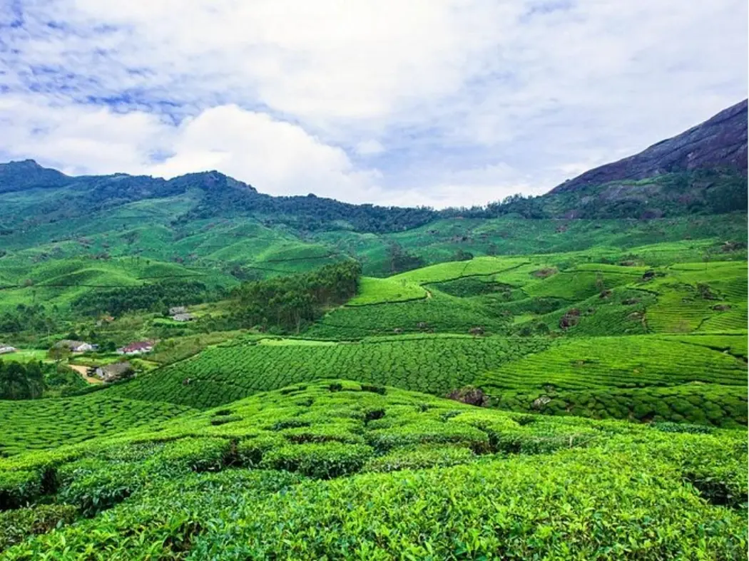 Tea Plantations