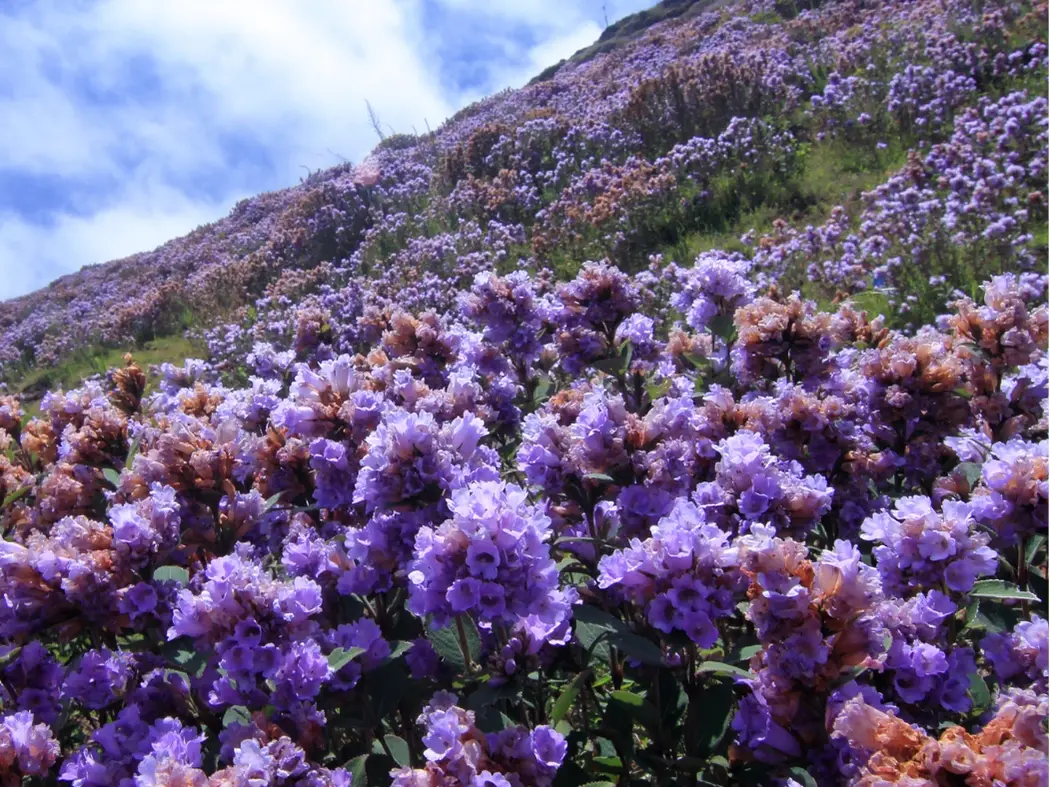 Eravikulam National Park