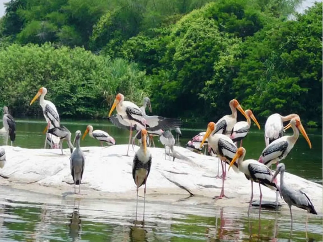 Bird Sanctuary