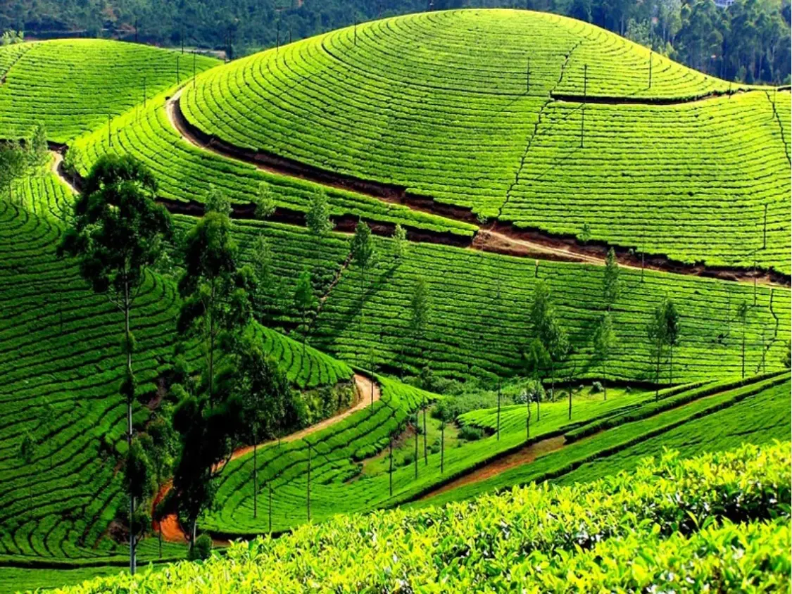 Ooty (Nilgiris)