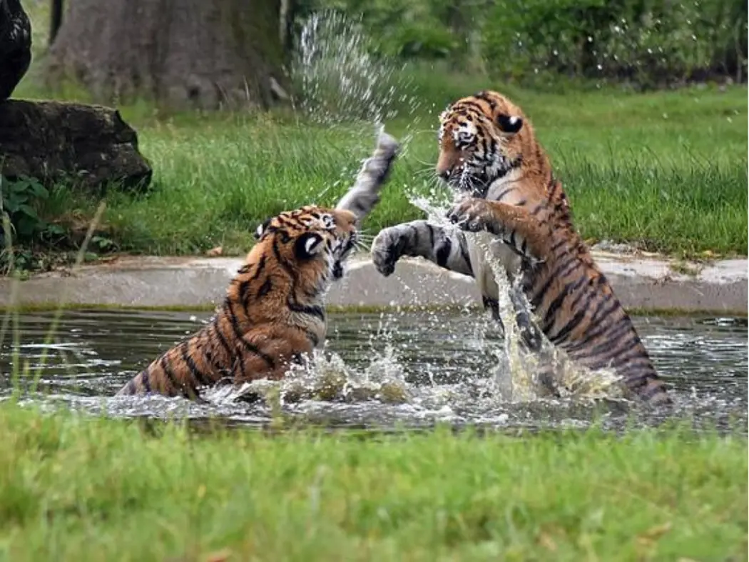 Royal Bengal Tiger
